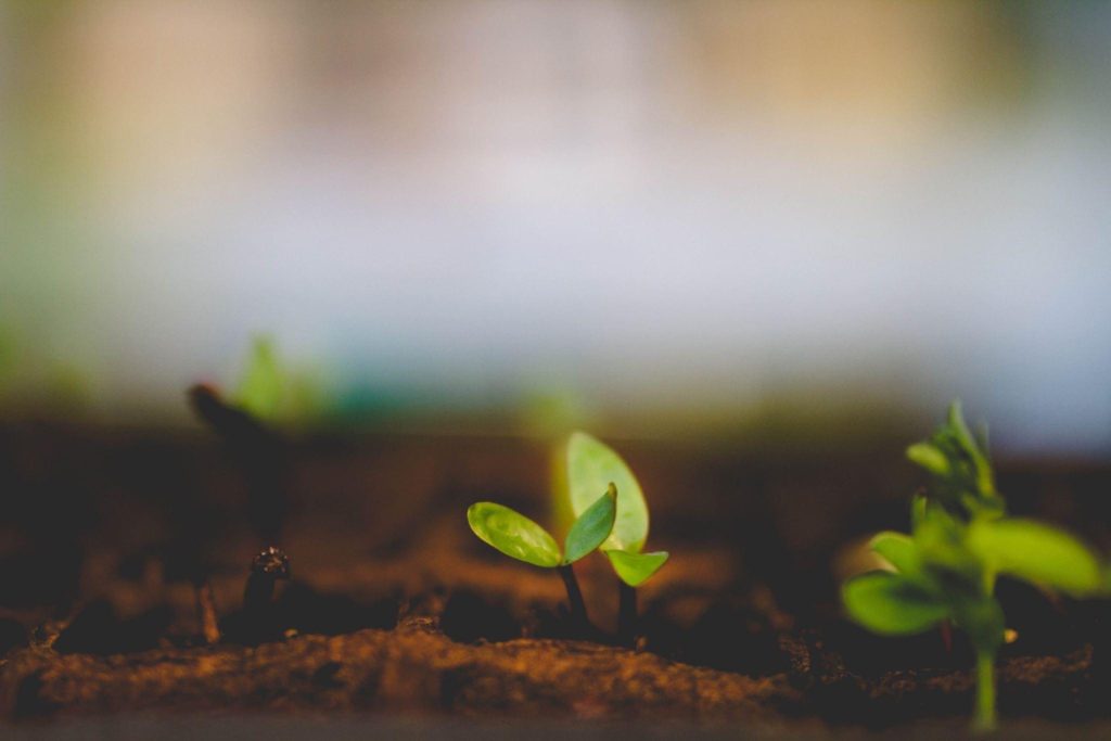 spring garden, seedlings, seed starters, seed tray, starting seeds