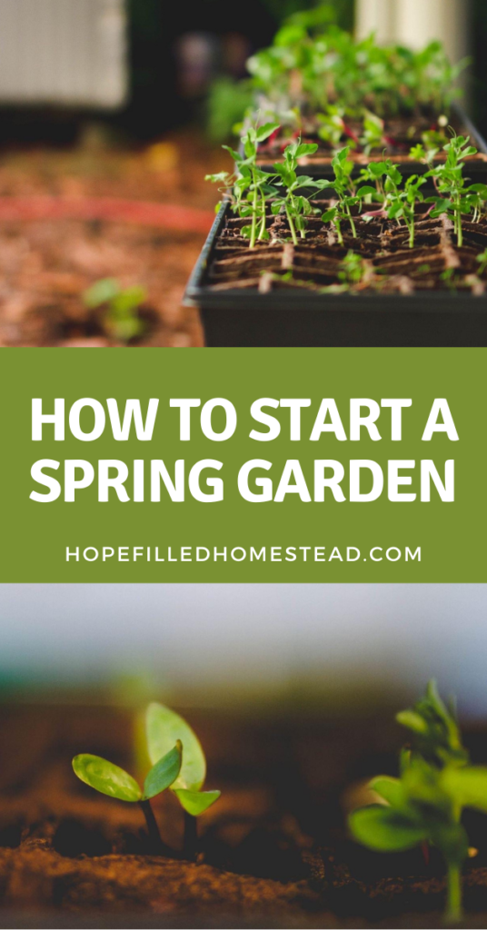 how to start a spring garden, starting seeds, seed tray, spring garden