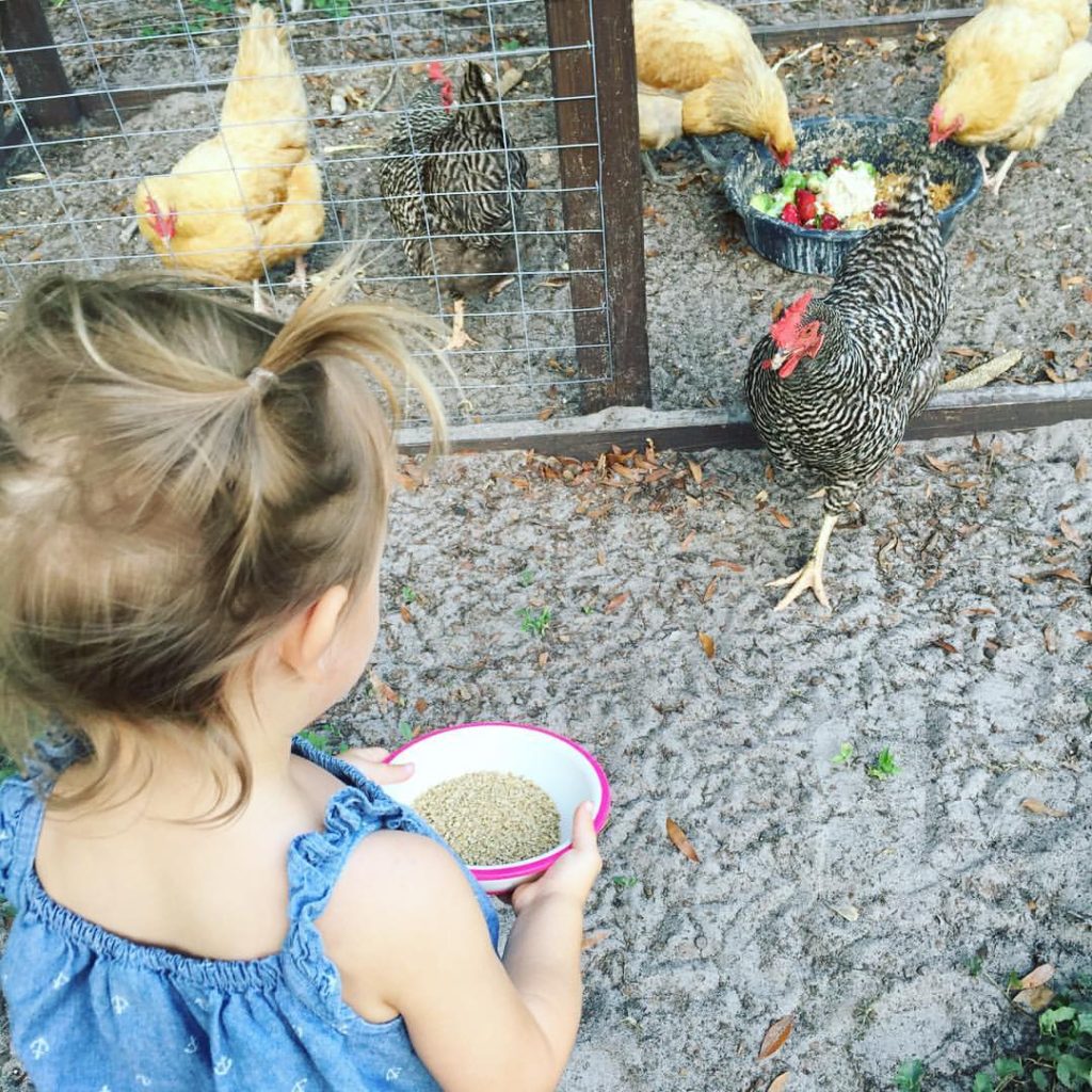 child feeding egg laying chickens