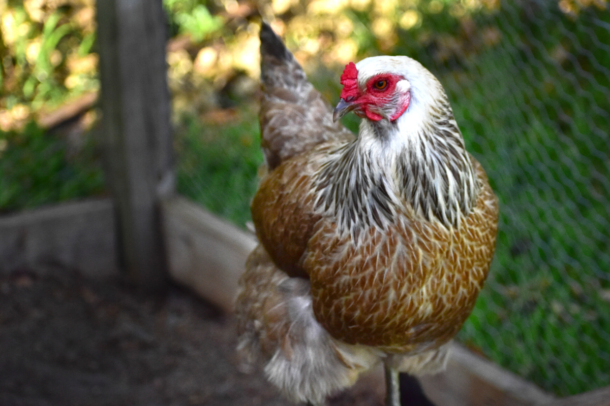 egg laying stuffed chicken