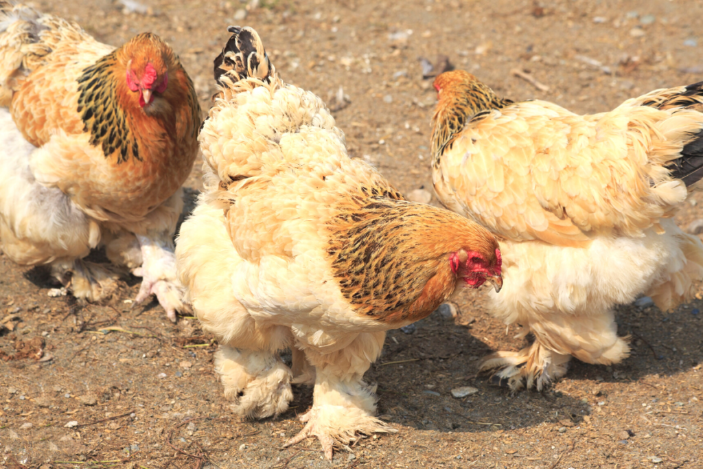 cochin egg laying chickens