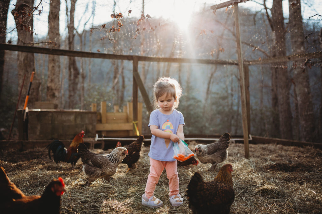 child feeding chickens