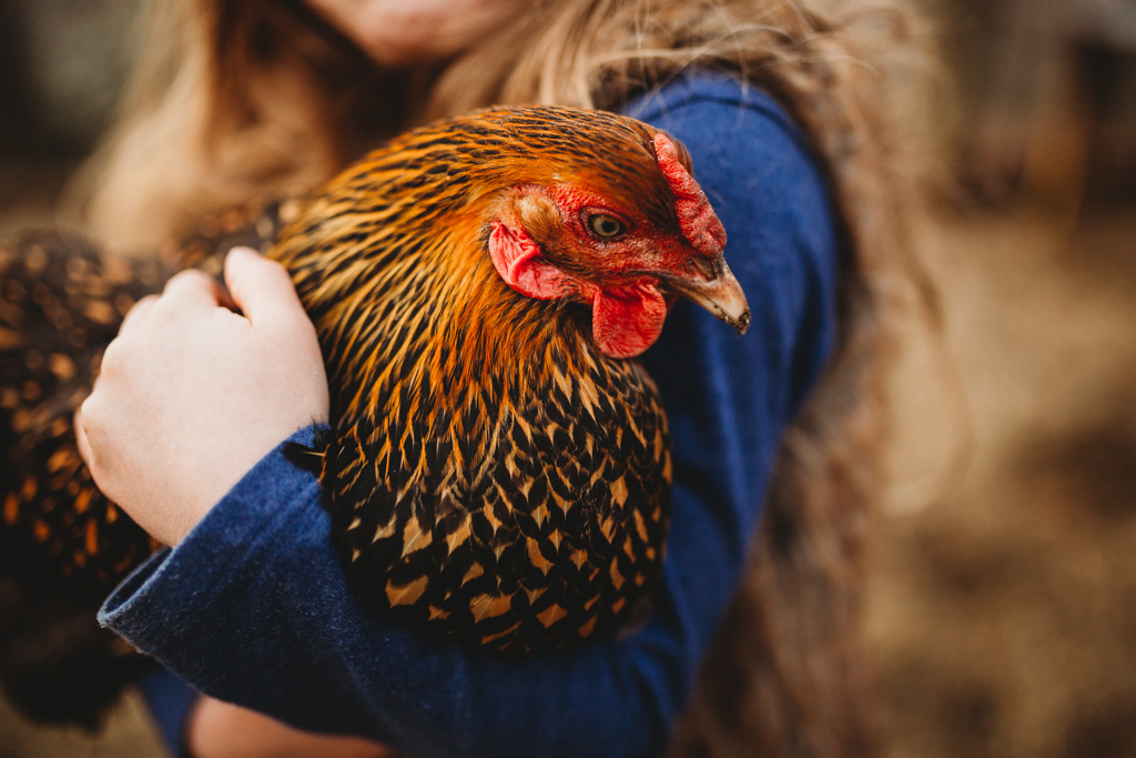chicken being held on mini farm 