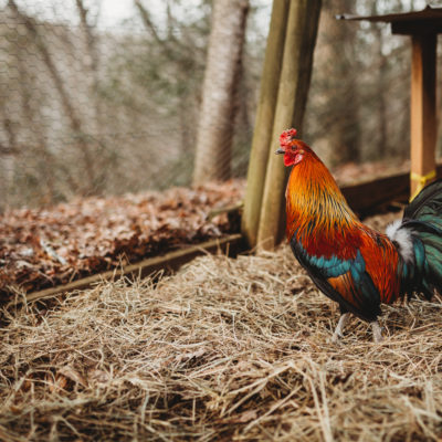 Mini Farm Plan For Two Acres In The Mountains