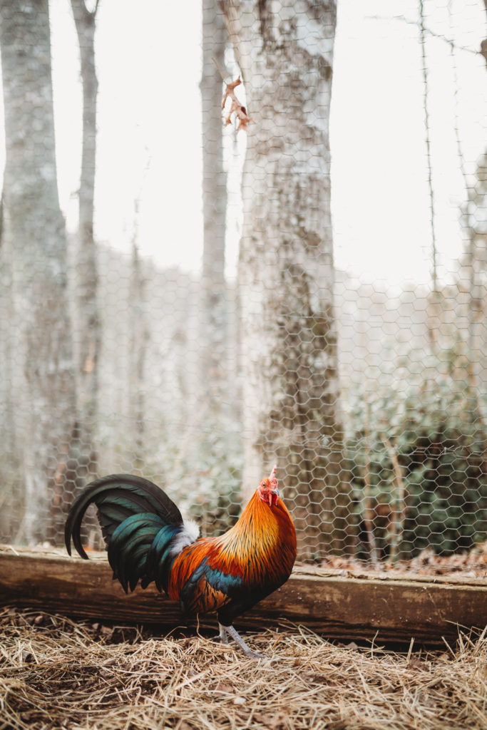 rooster on mini farm 