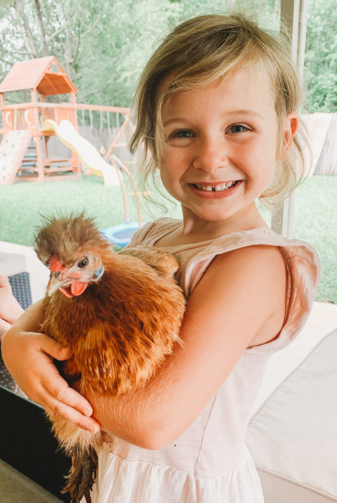 child holding silkie chicken