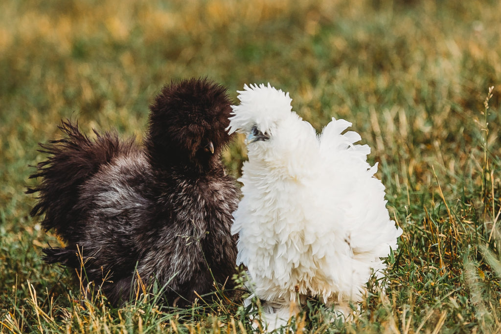 silkie egg laying chickens