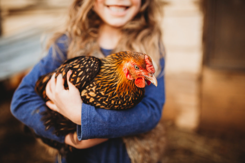 child holding egg laying chicken