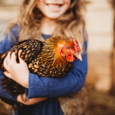 The Best Egg Laying Chickens That Are Kid-friendly