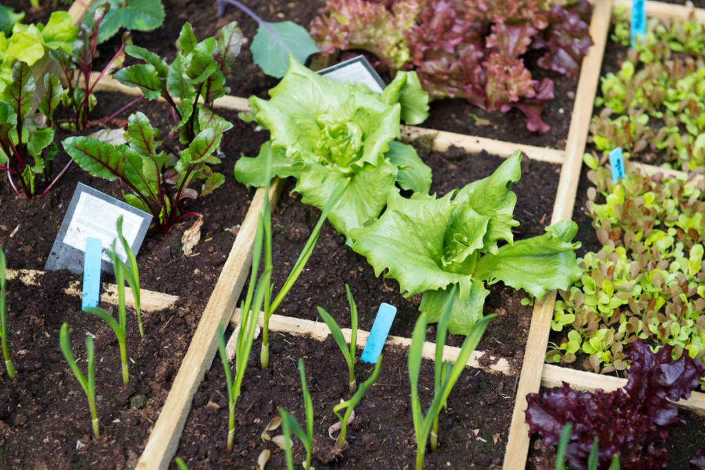 vegetable garden